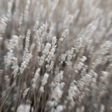 French Fragrance, NZ made, premium home-care, sustainable, scent your space, elevated rituals, gifts, beauty